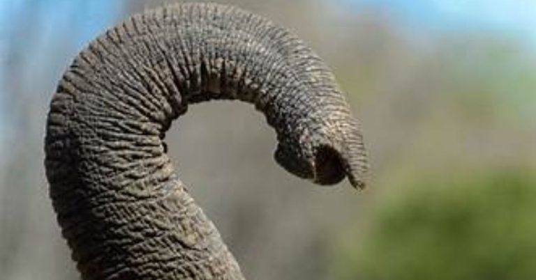 Unveiling the Marvel of Nature: The Intricate World of the Elephant Trunk