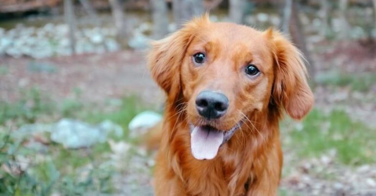 All About the Red Golden Retriever: The Charming and Vibrant Companion You’ve Been Looking For