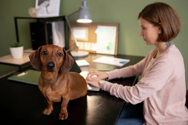 Finding the Right Dog Bite Attorney In California: Your Guide to Justice and Compensation